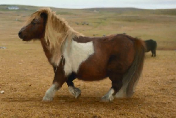 Three launches Fleetwood Mac dancing horse ad