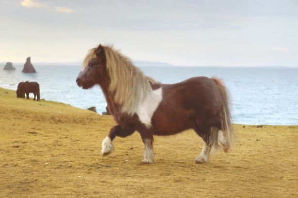 Moonwalking pony goes viral, wins praise from Fleetwood Mac