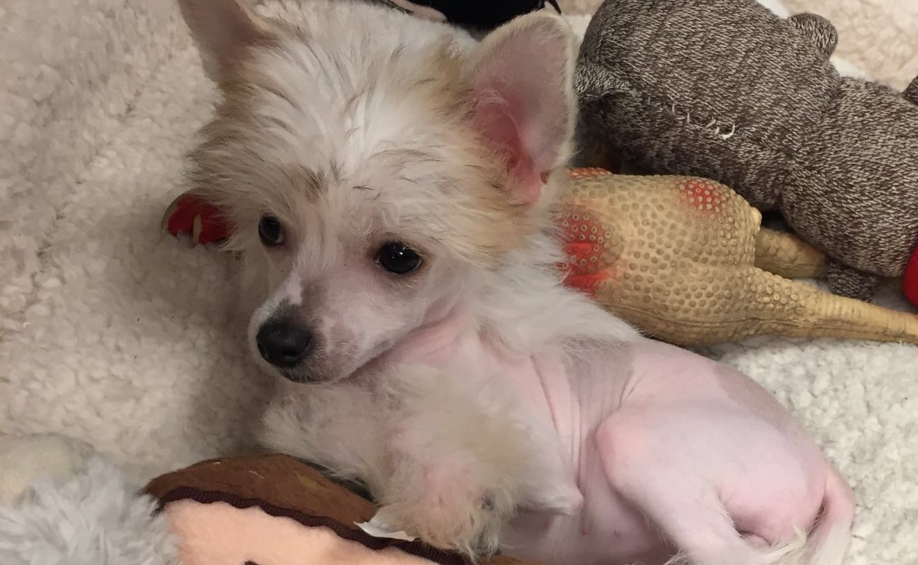 Stevie Nicks spotlights Lily for National Puppy Day